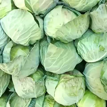 白菜，甘蓝