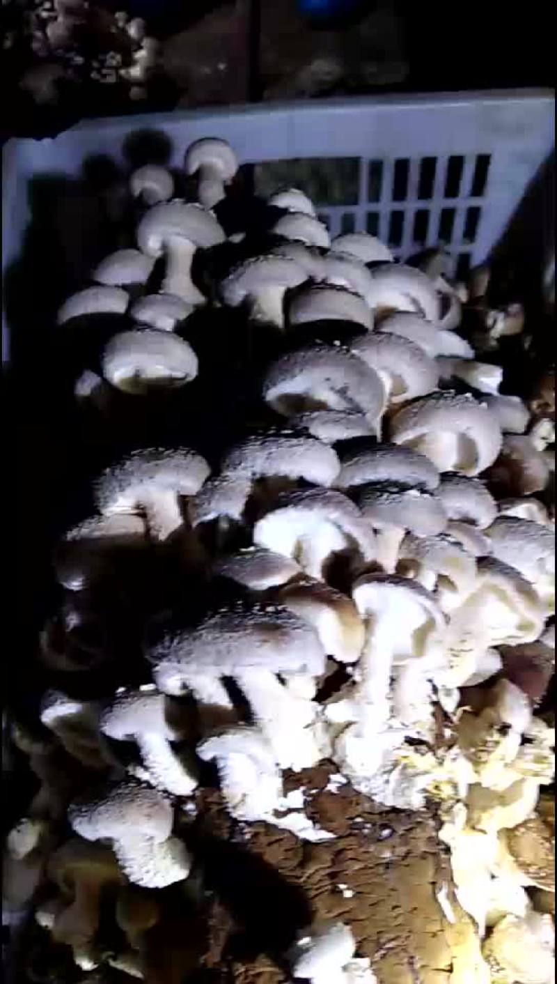 香菇