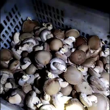 香菇