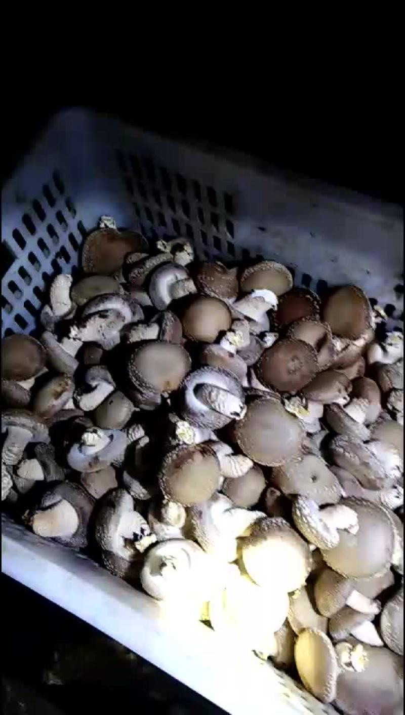 香菇