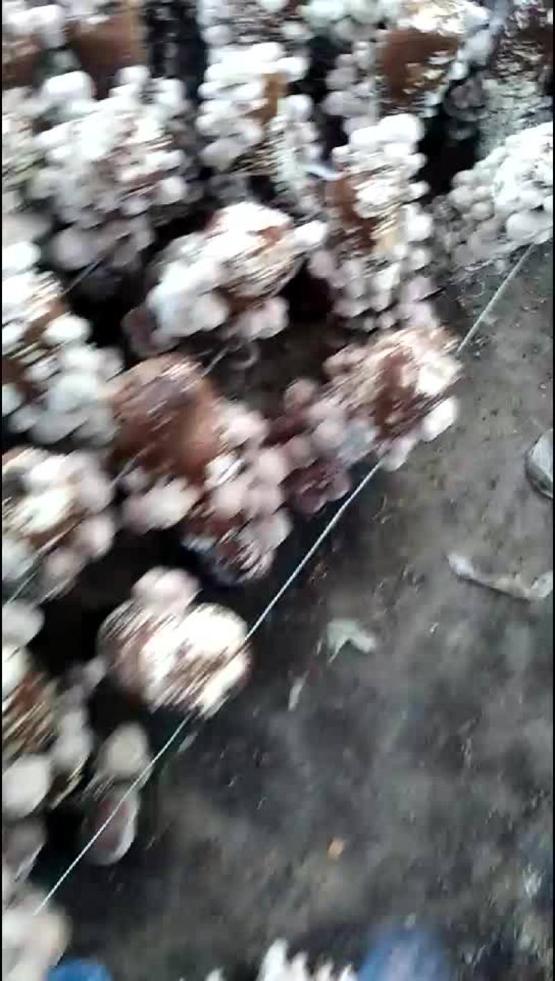 香菇