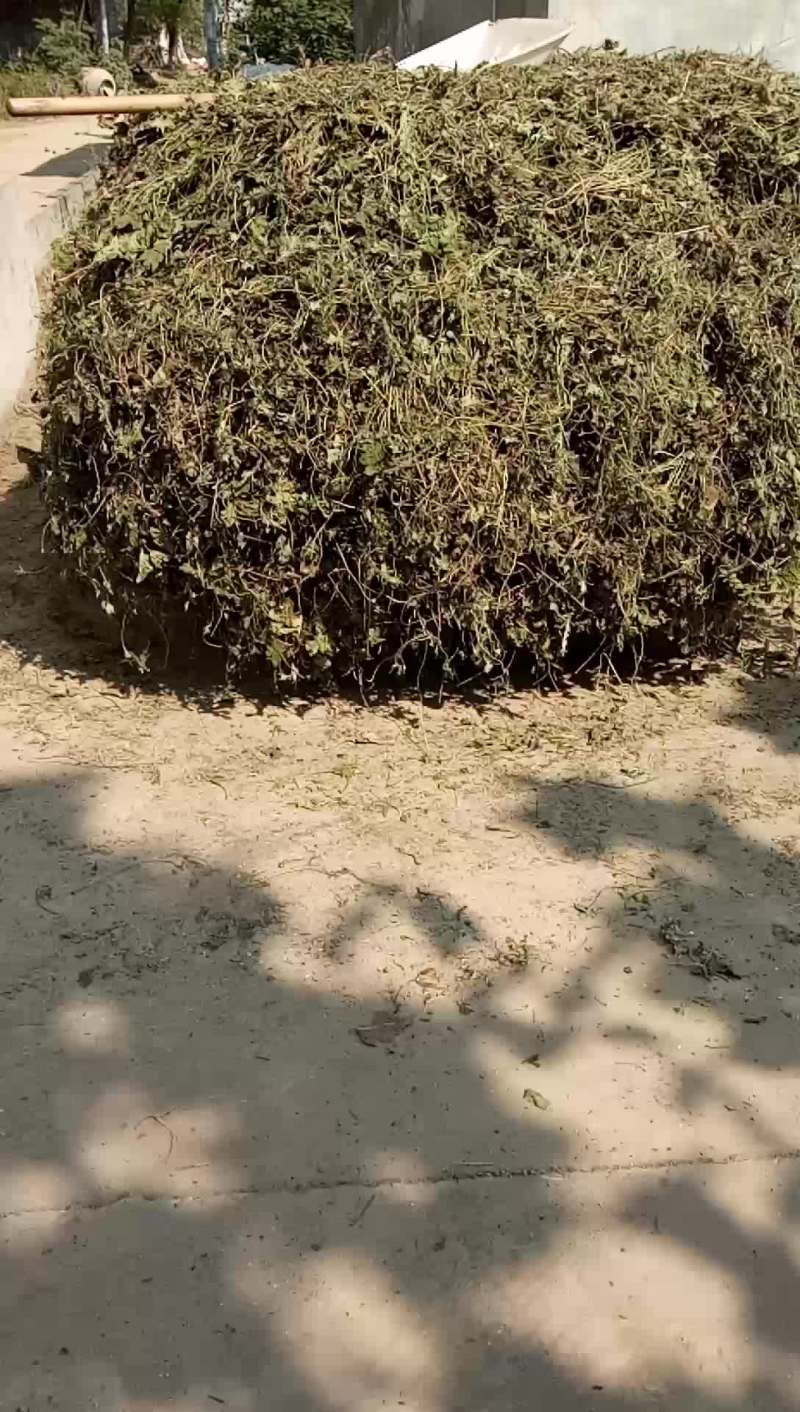 中药材，童子益母草干货，
