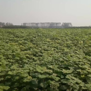 梓树小苗