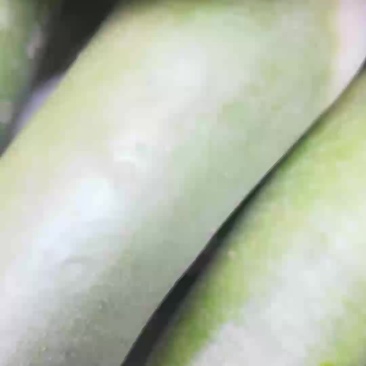 沙地萝卜大量供应
