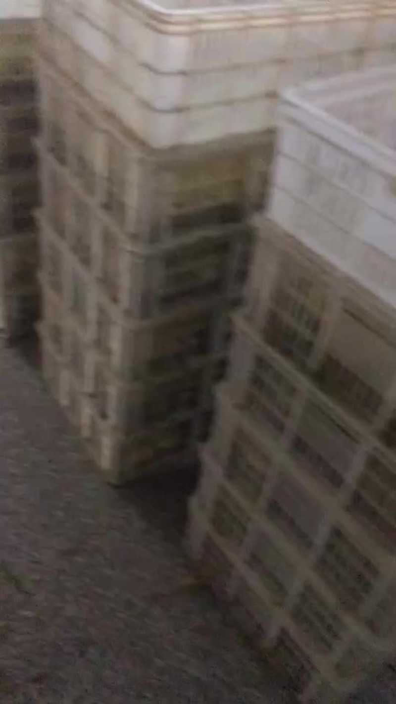 鹅苗