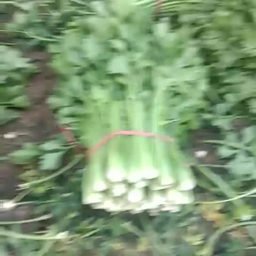 芹菜