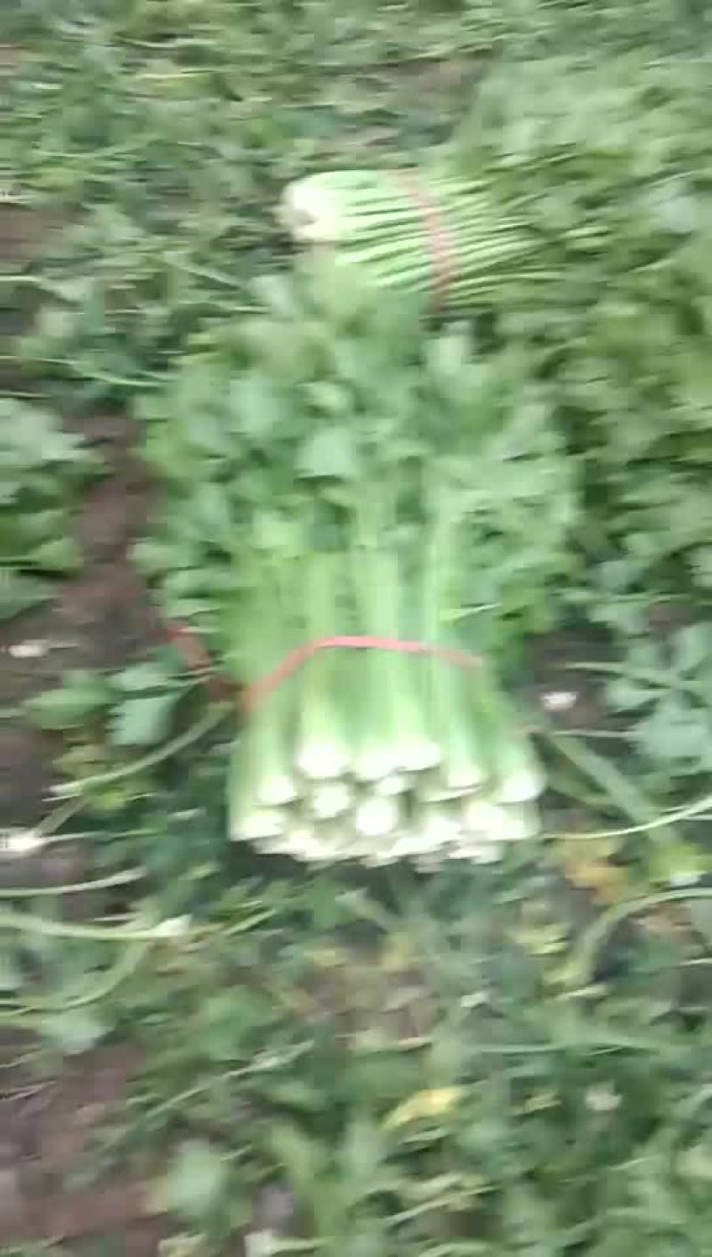 芹菜