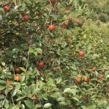 野生山茶鲜果
