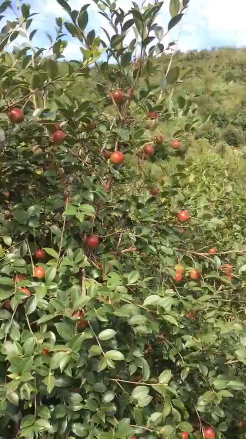 野生山茶鲜果