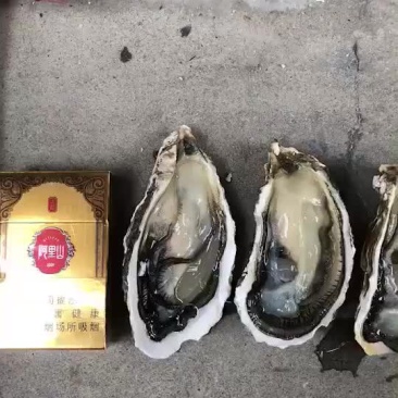 井州大生耗