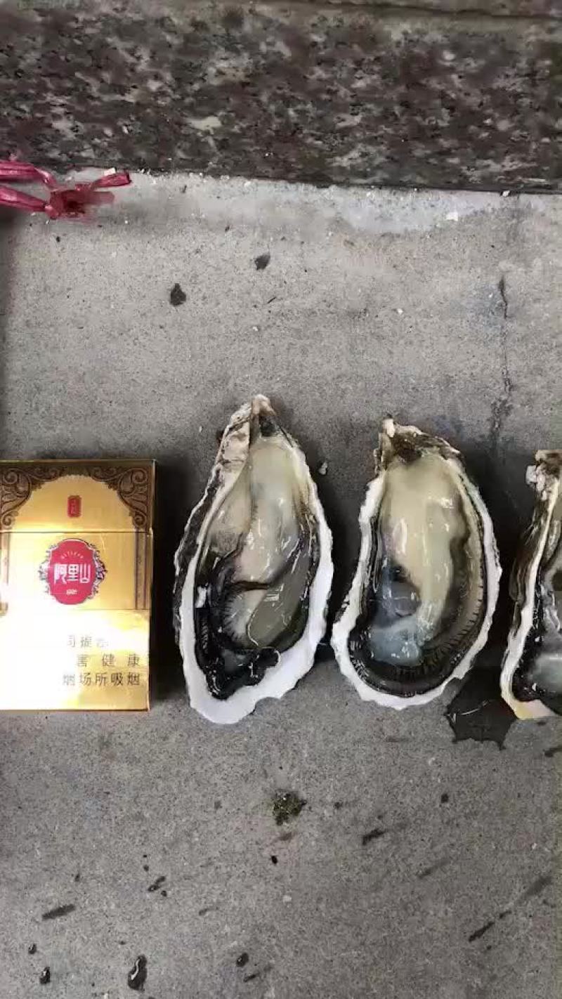 井州大生耗