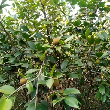 油茶籽