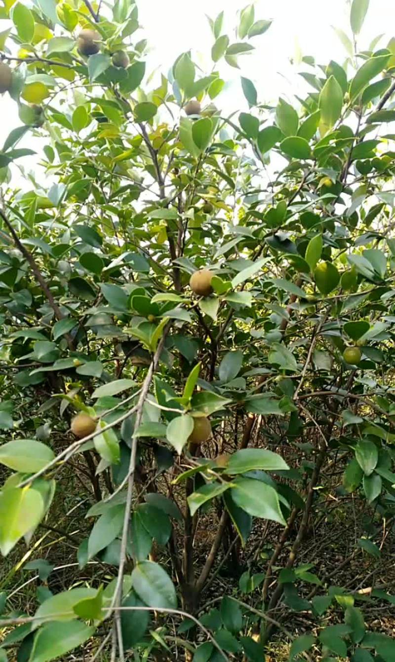 油茶籽