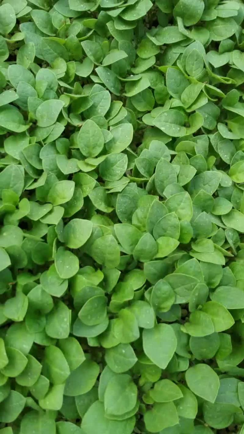 托鲁巴姆苗嫁接茄子用的