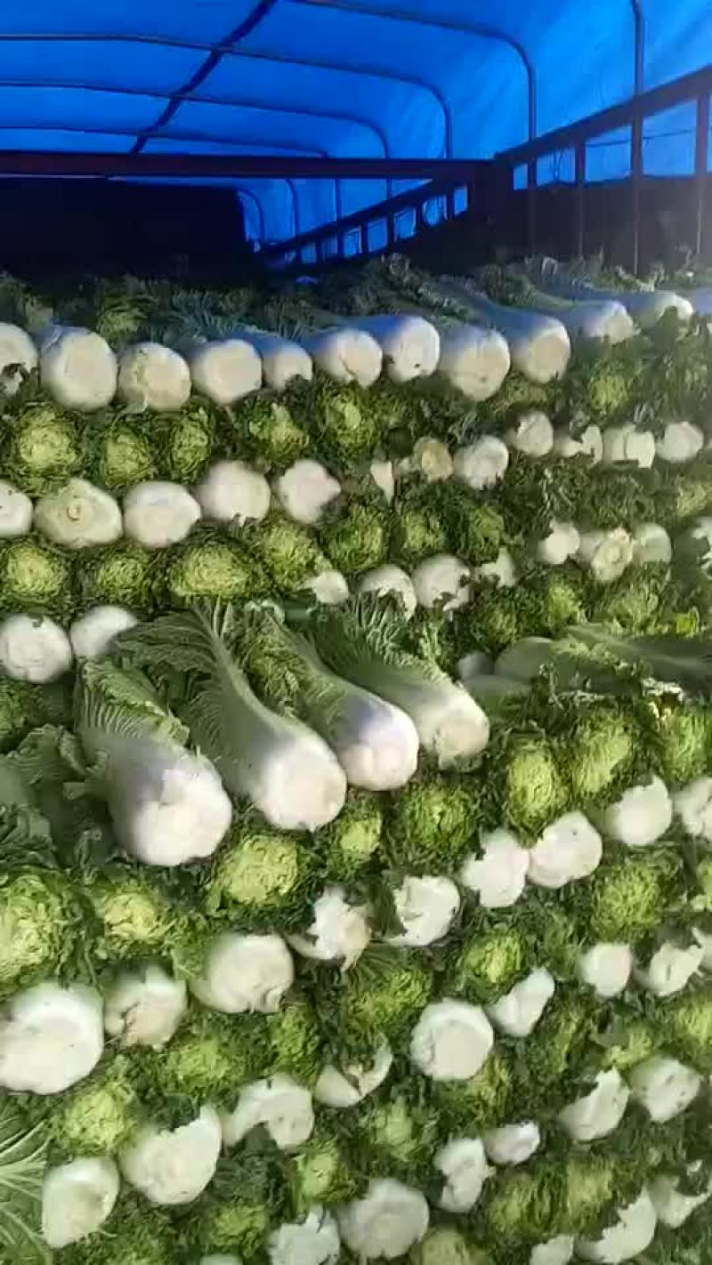 青麻叶和刨头白