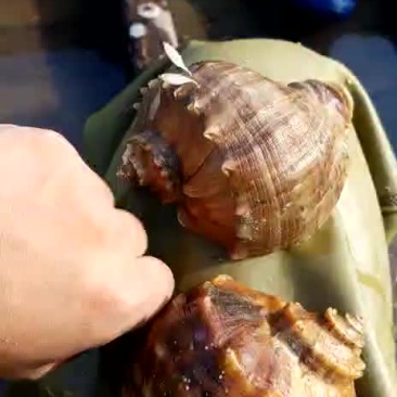 辽宁大连现捕捞海螺有需要吗