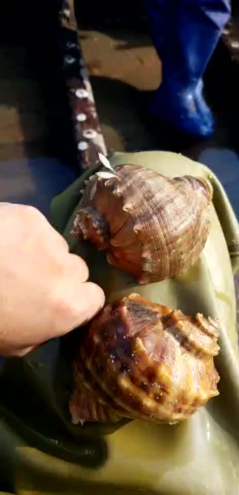 辽宁大连现捕捞海螺有需要吗
