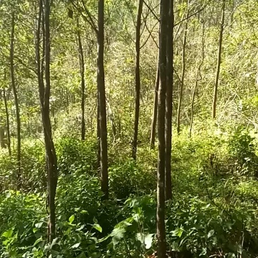 樱桃中苗