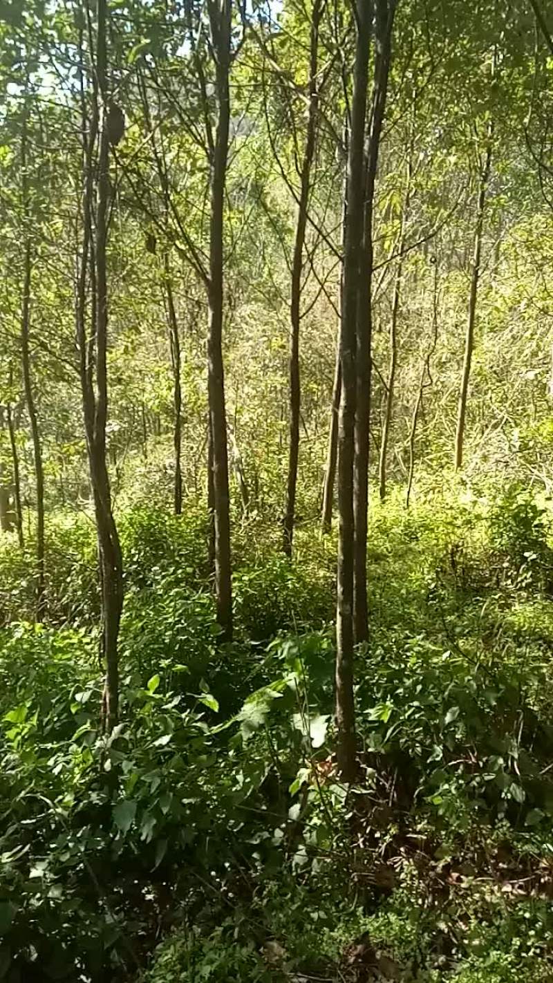 樱桃中苗