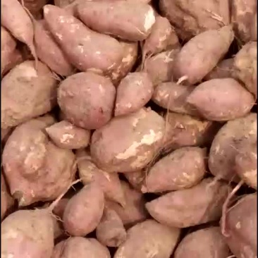 高淀粉