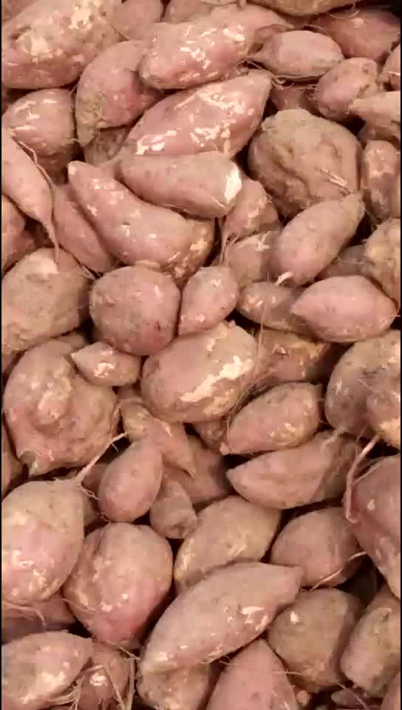 高淀粉