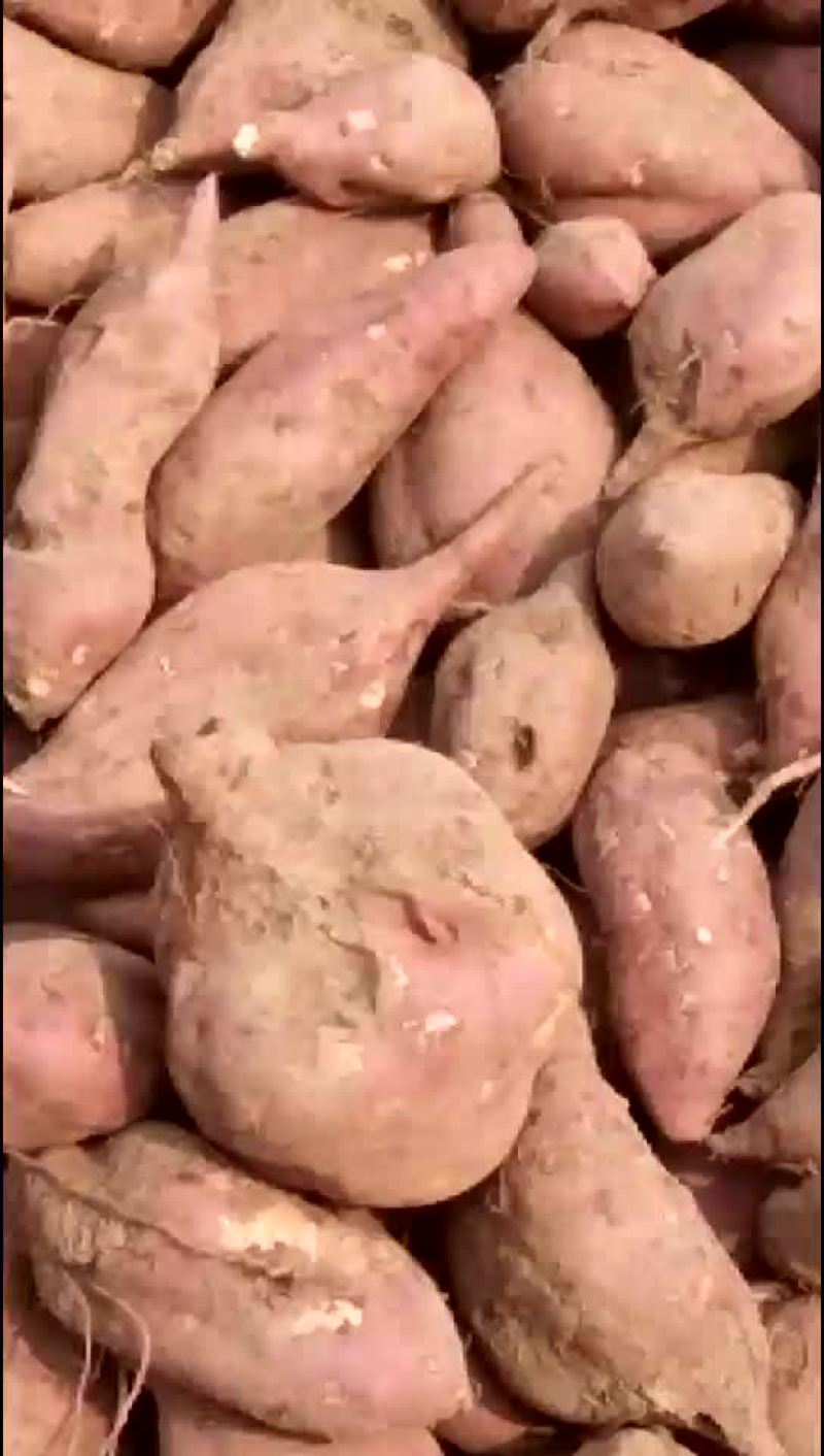 高淀粉
