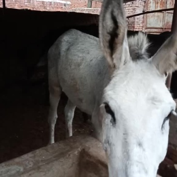 驴肉