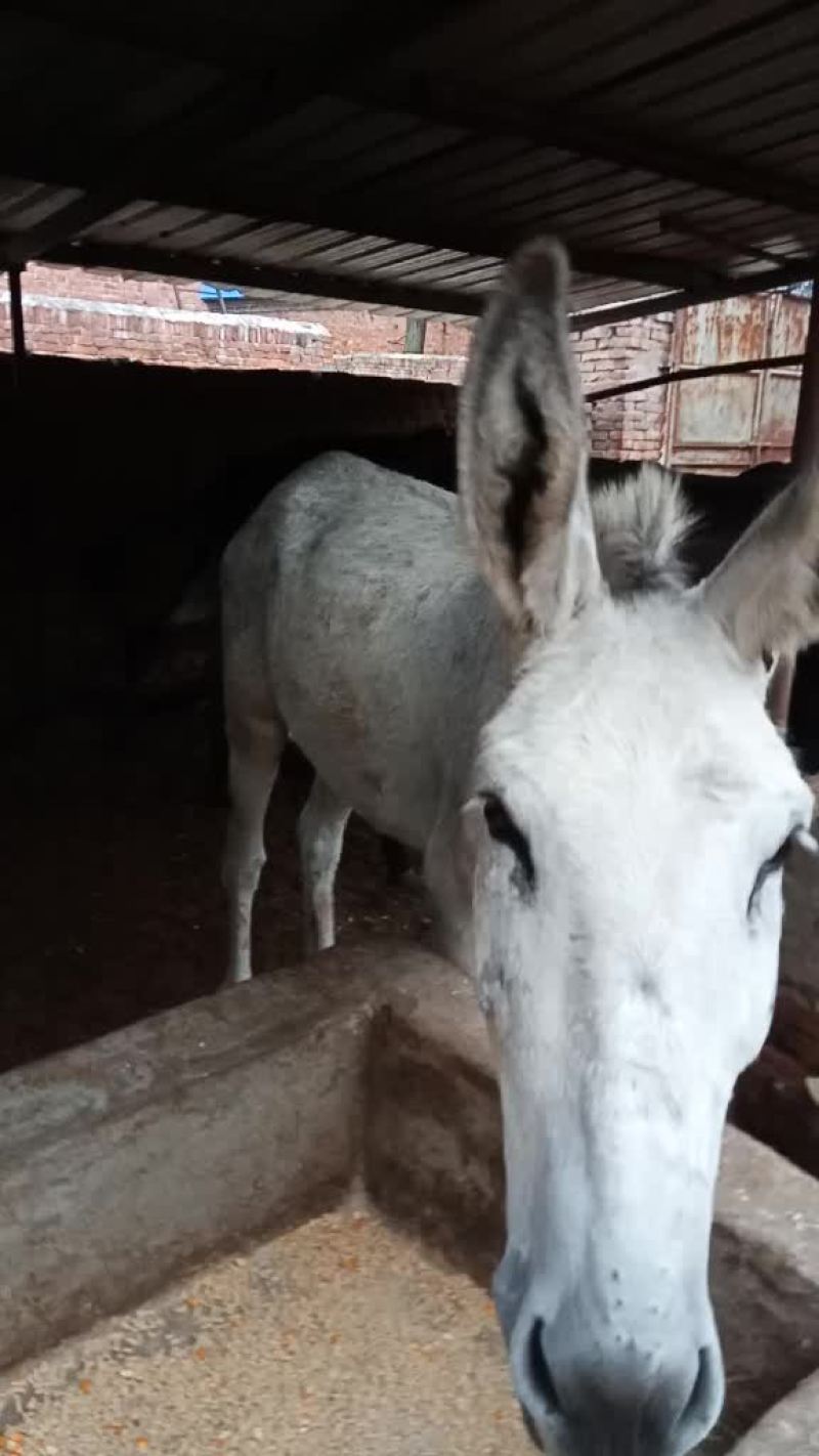 驴肉