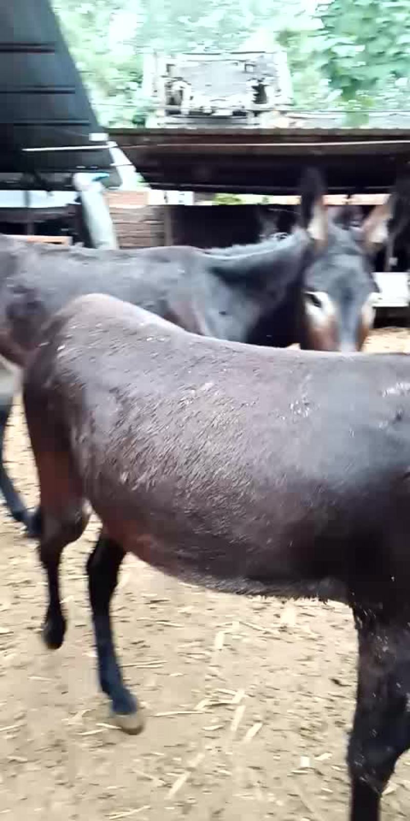驴肉