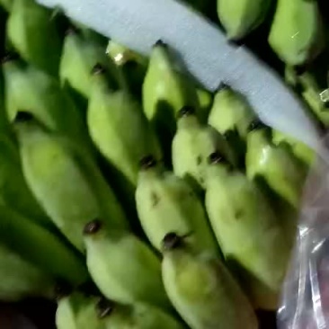 越南芭蕉