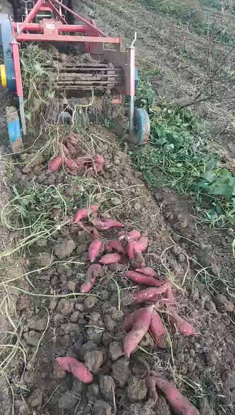 利辛县胡集镇王凯家庭农场