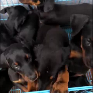 精品杜宾犬