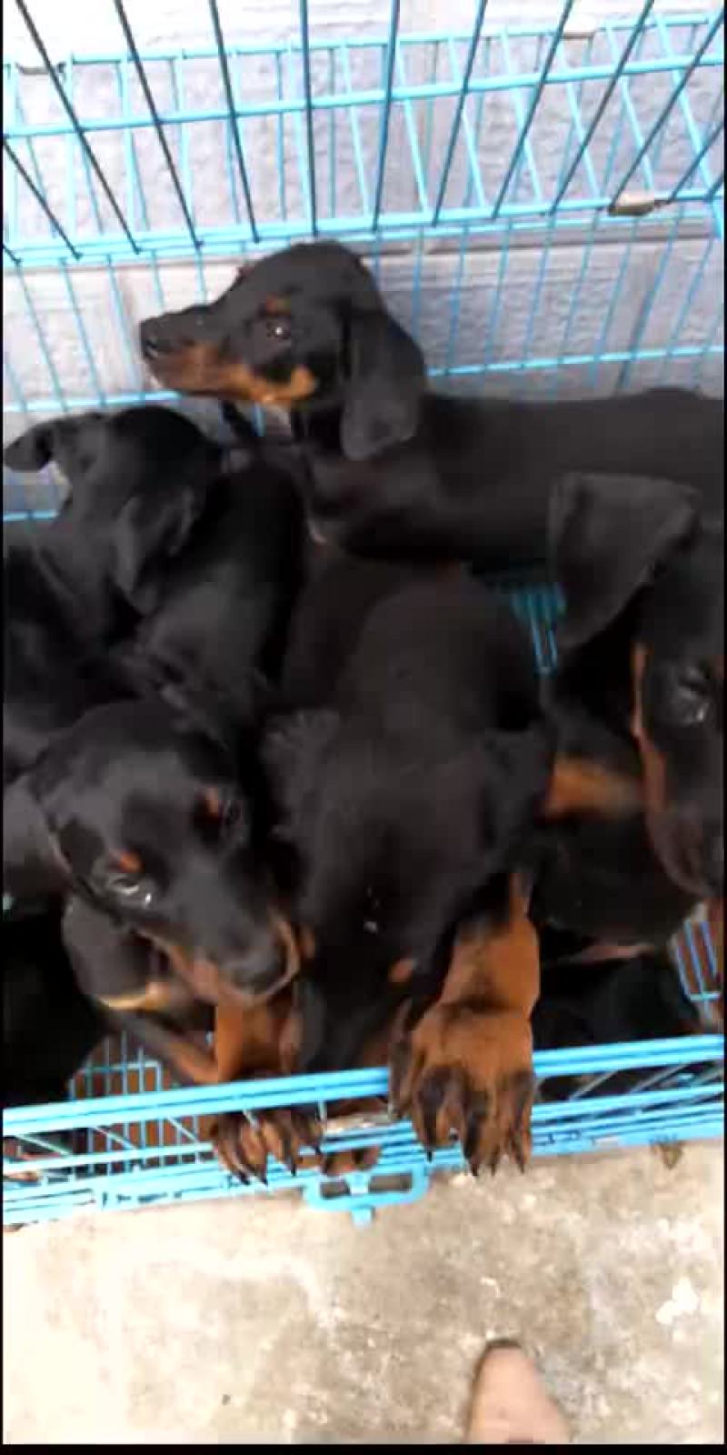 精品杜宾犬