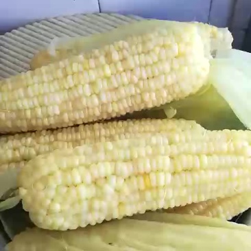 东北晚苞米。青苞米