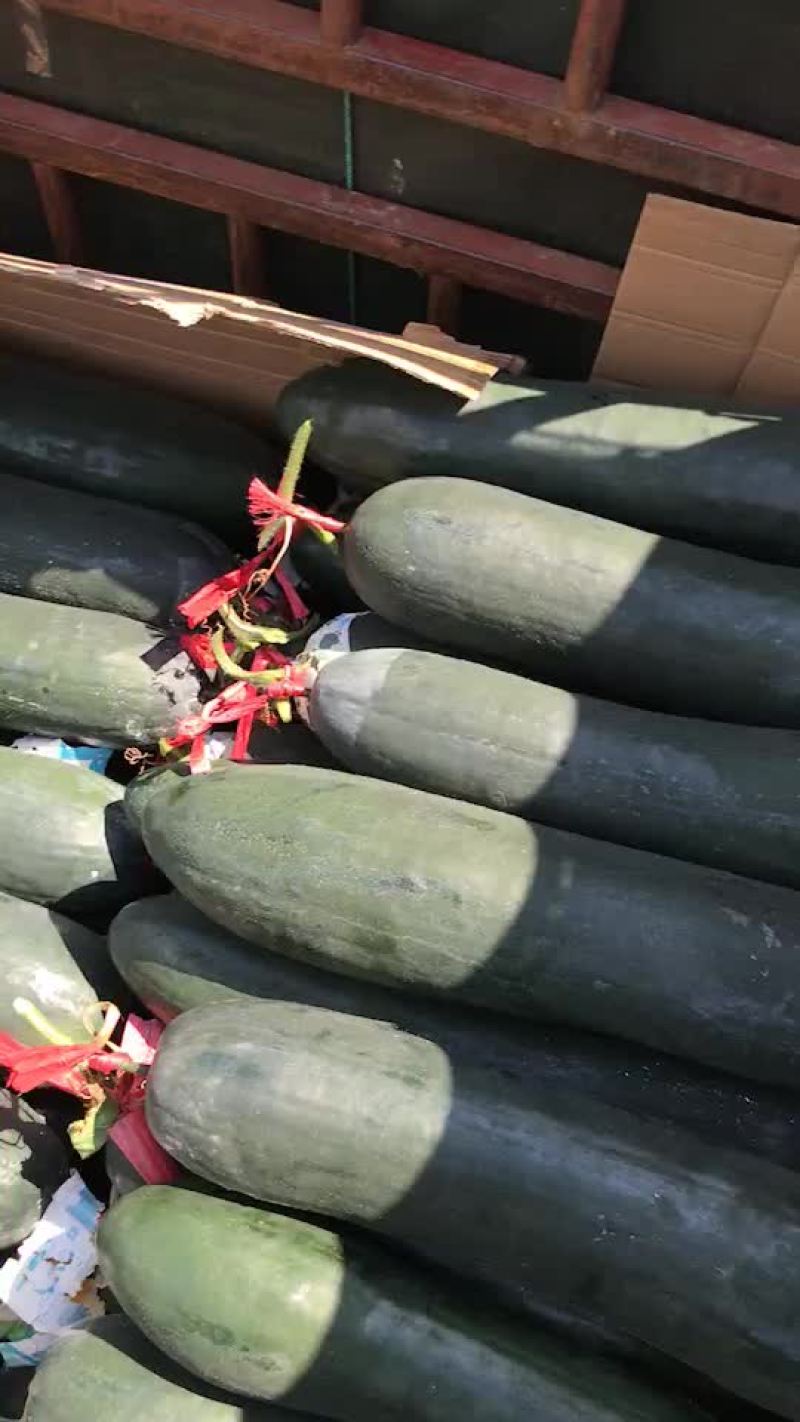 吊冬瓜
