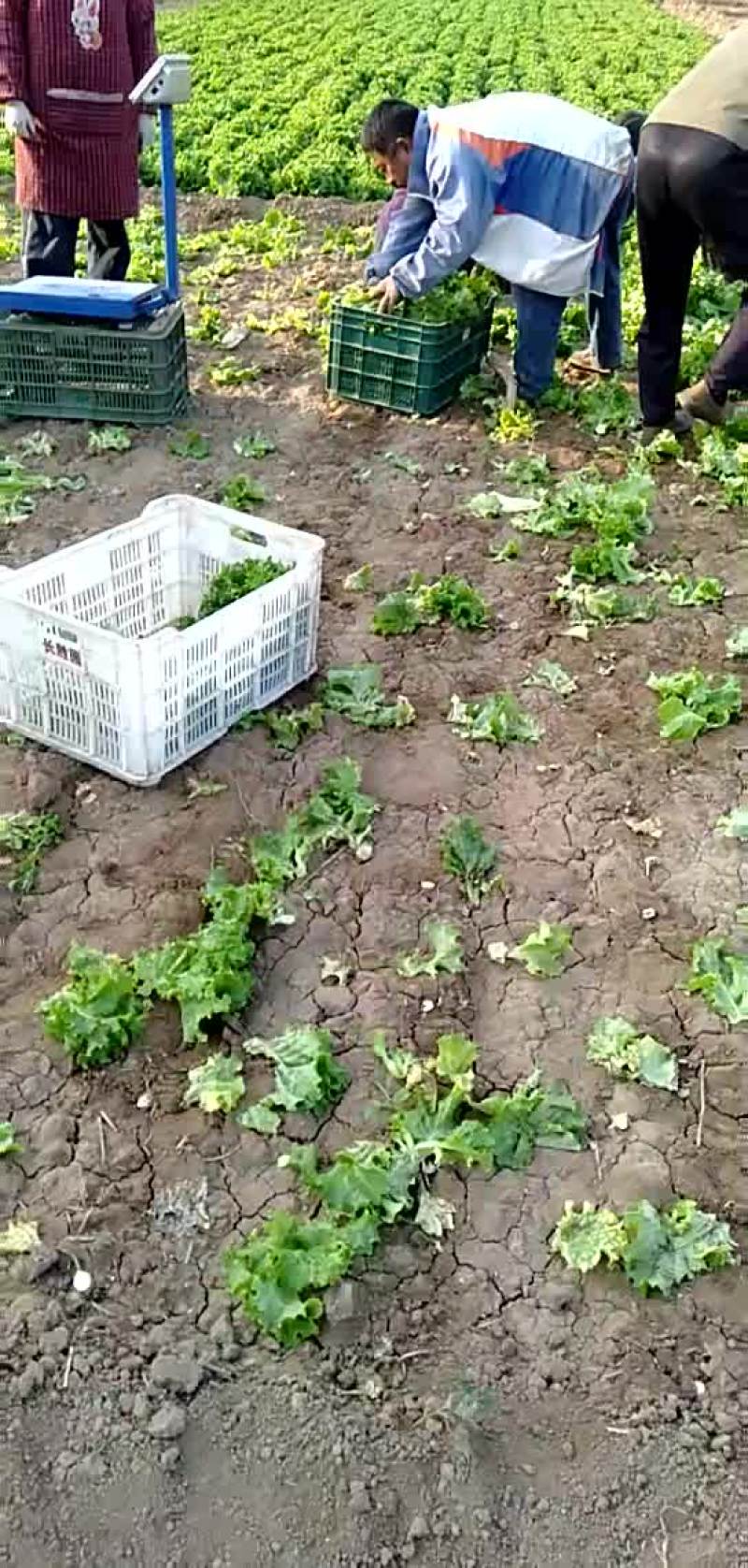 花叶生菜绿色
