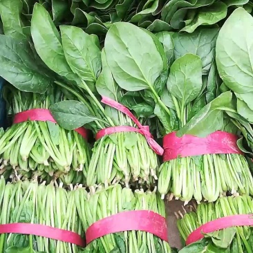 精品菠菜，高度25厘米左右