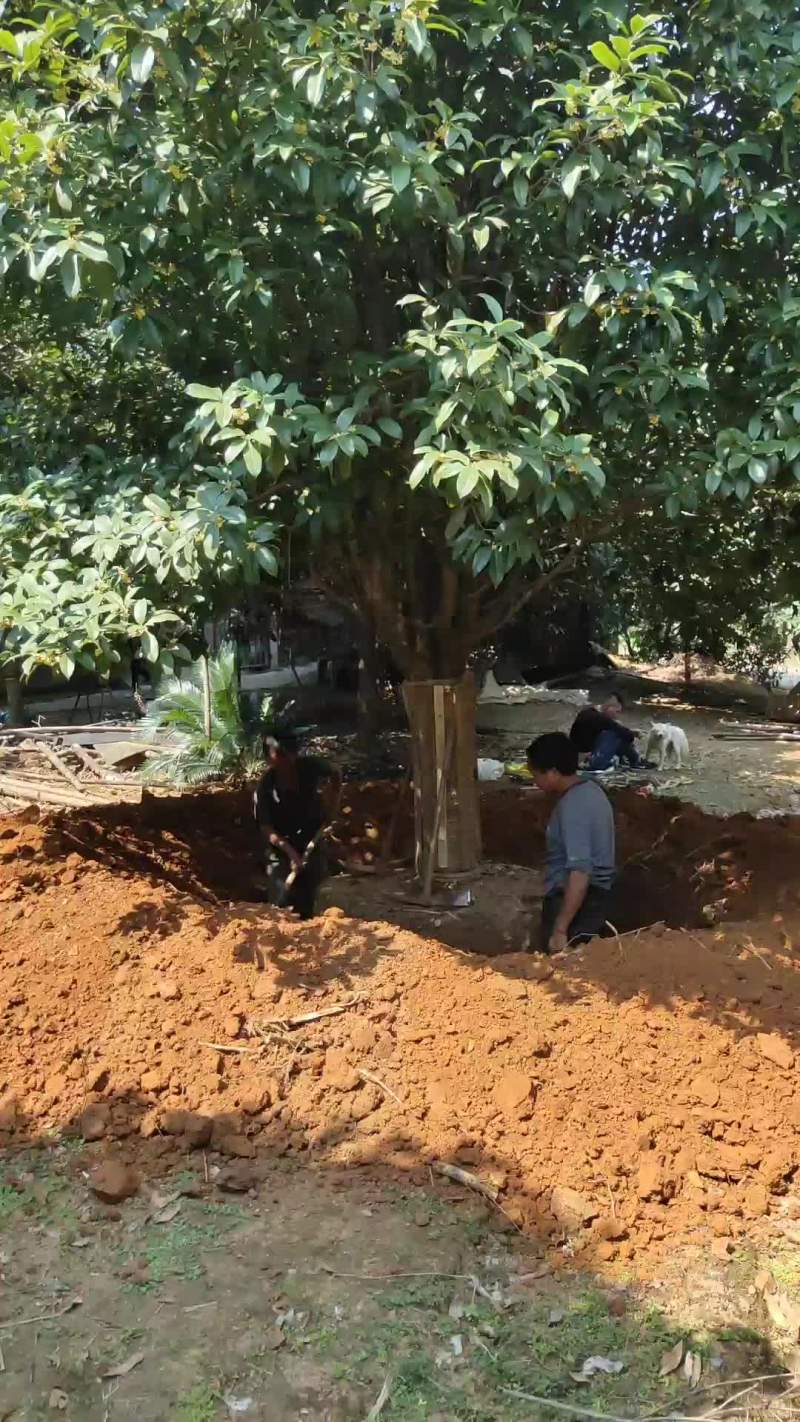 大量出售桂花胸径25公分
