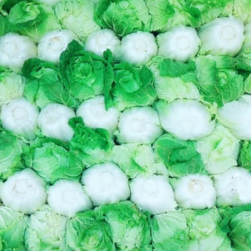 大白菜