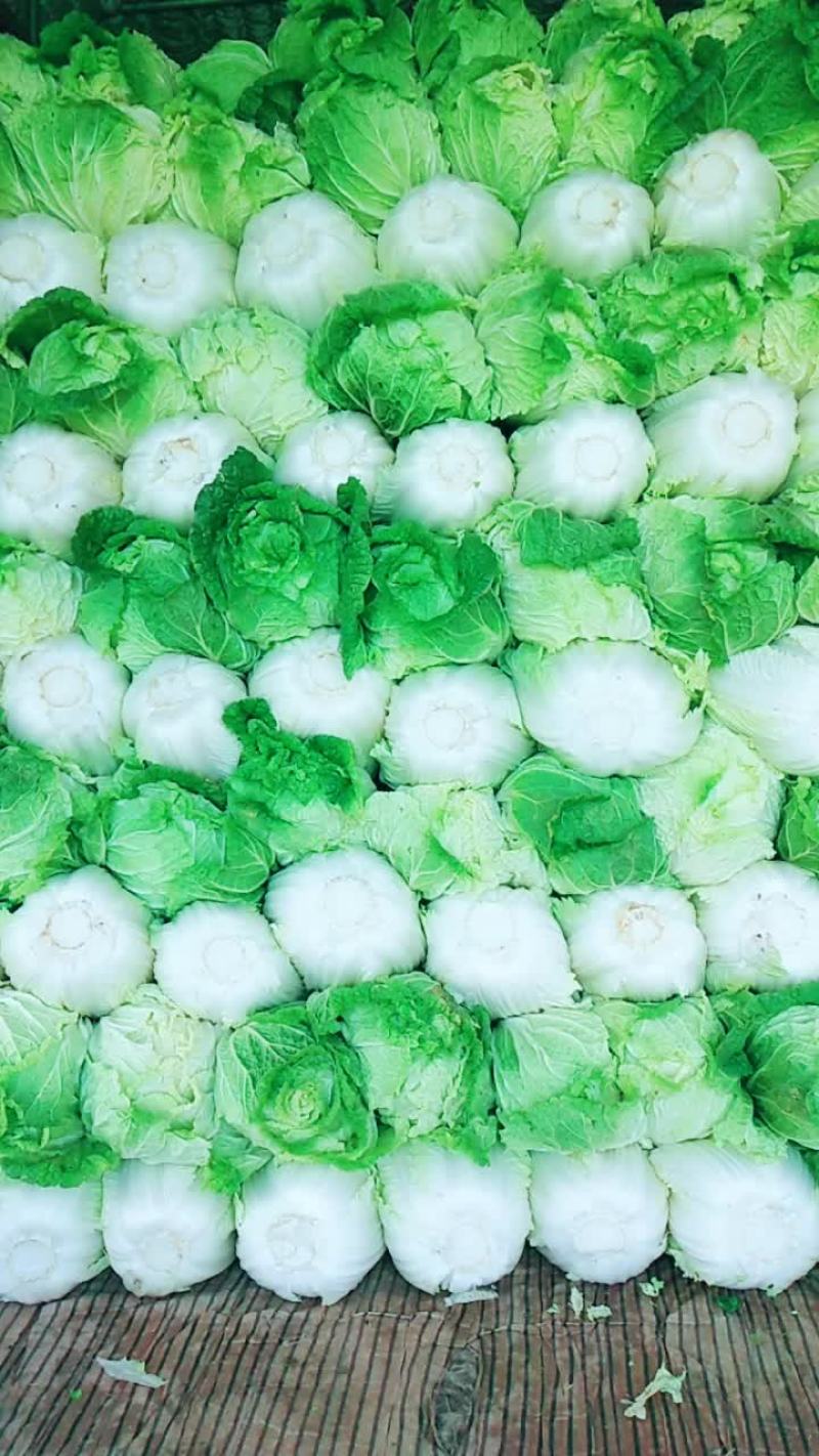 大白菜