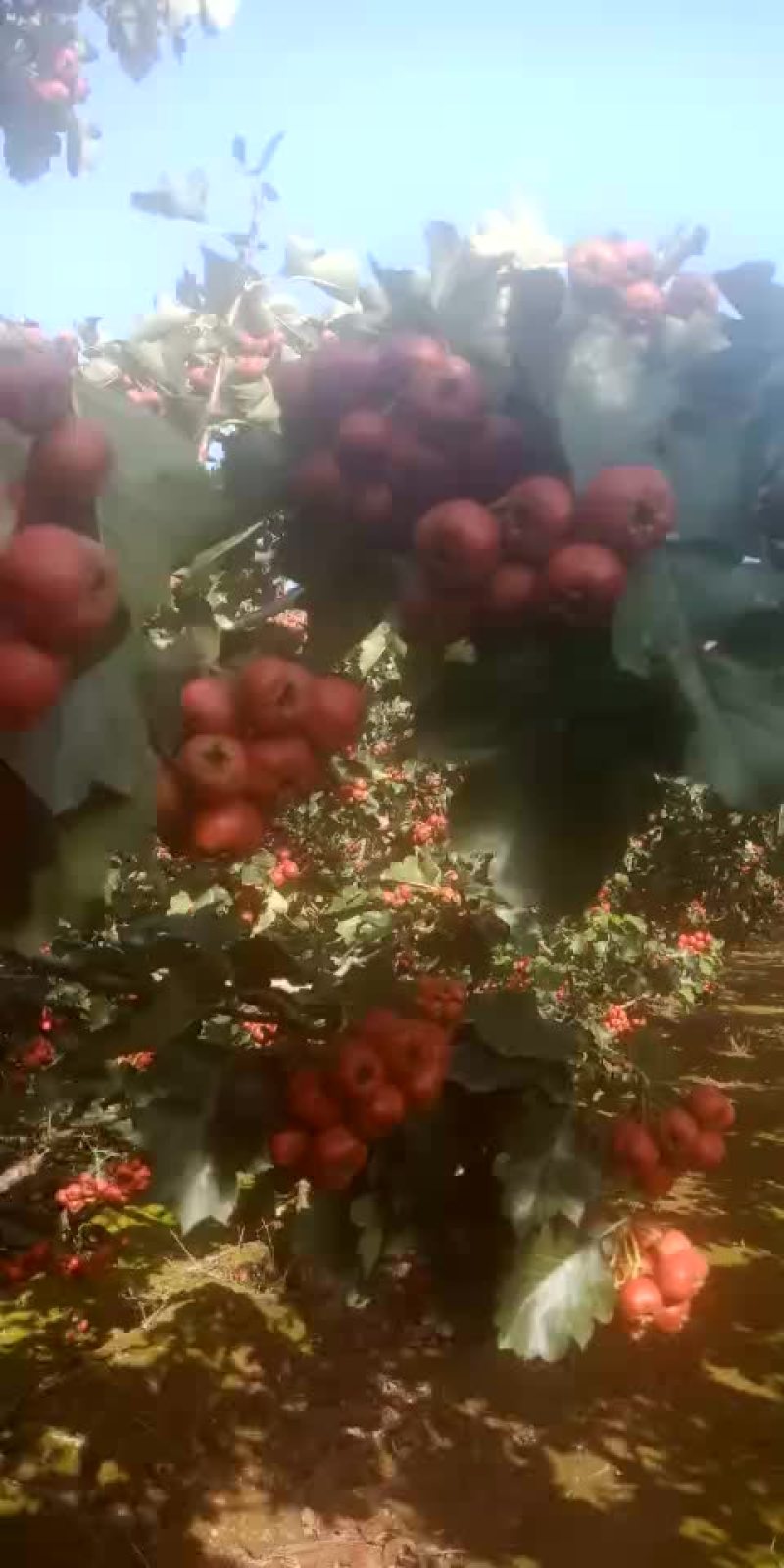 山楂大金星