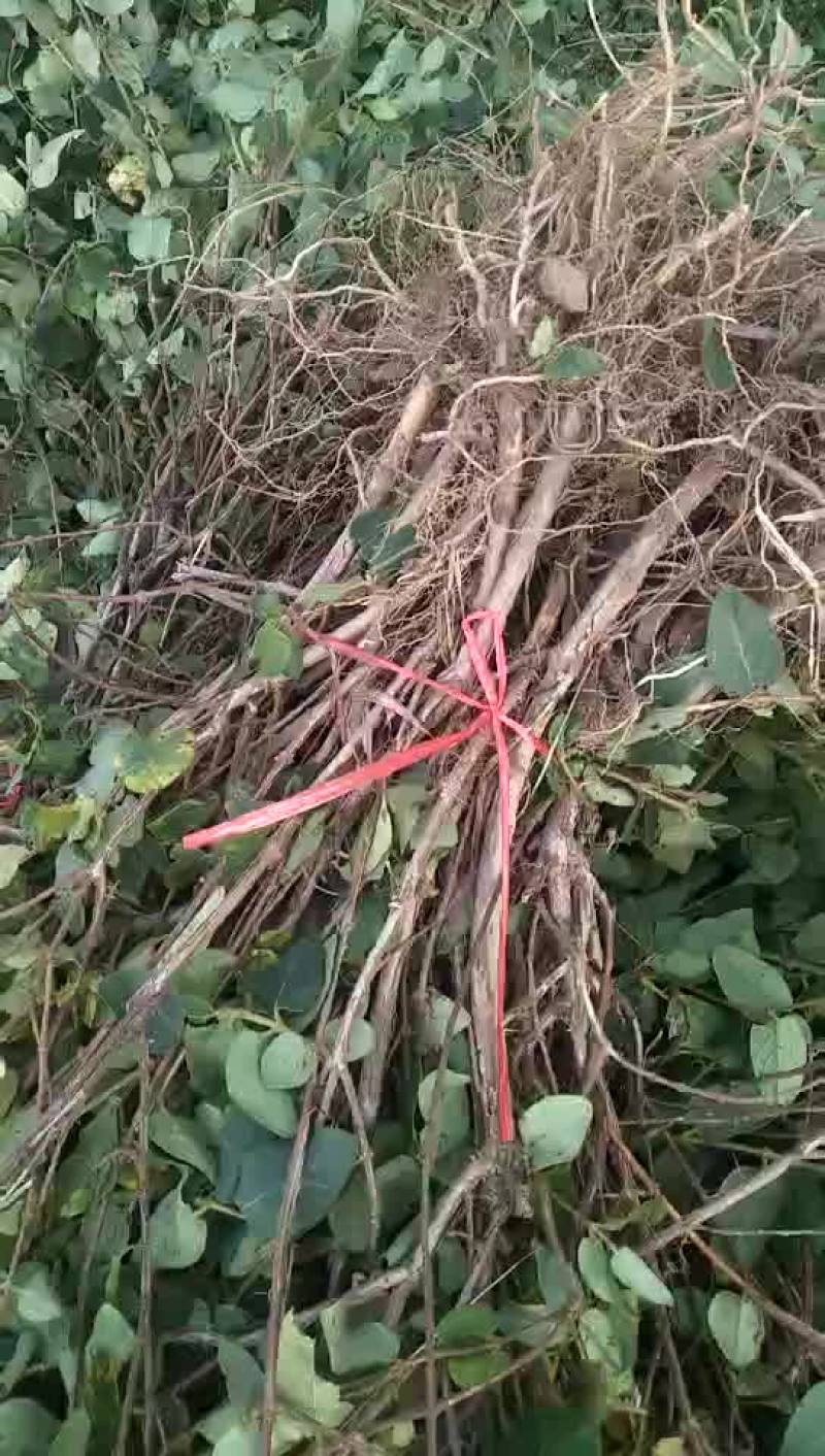 金银花苗
