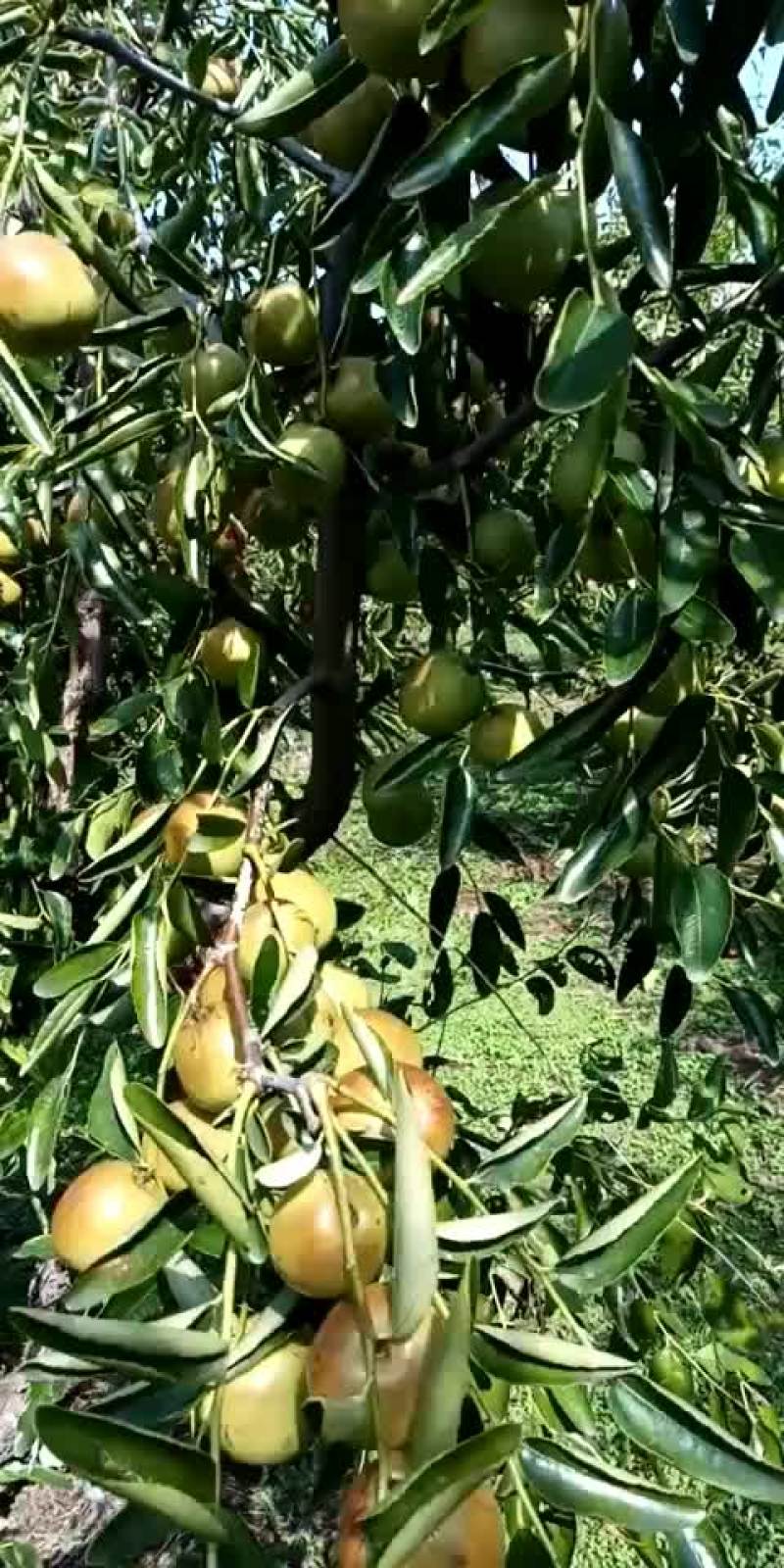 沾化特产，五斤一箱包邮