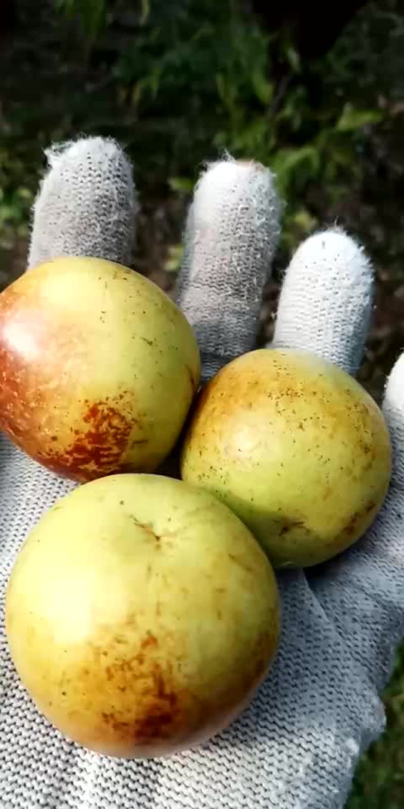 沾化特产，五斤一箱包邮