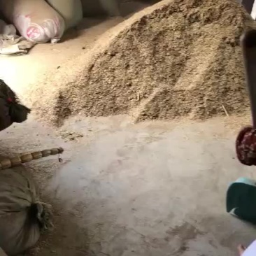 白芷种子