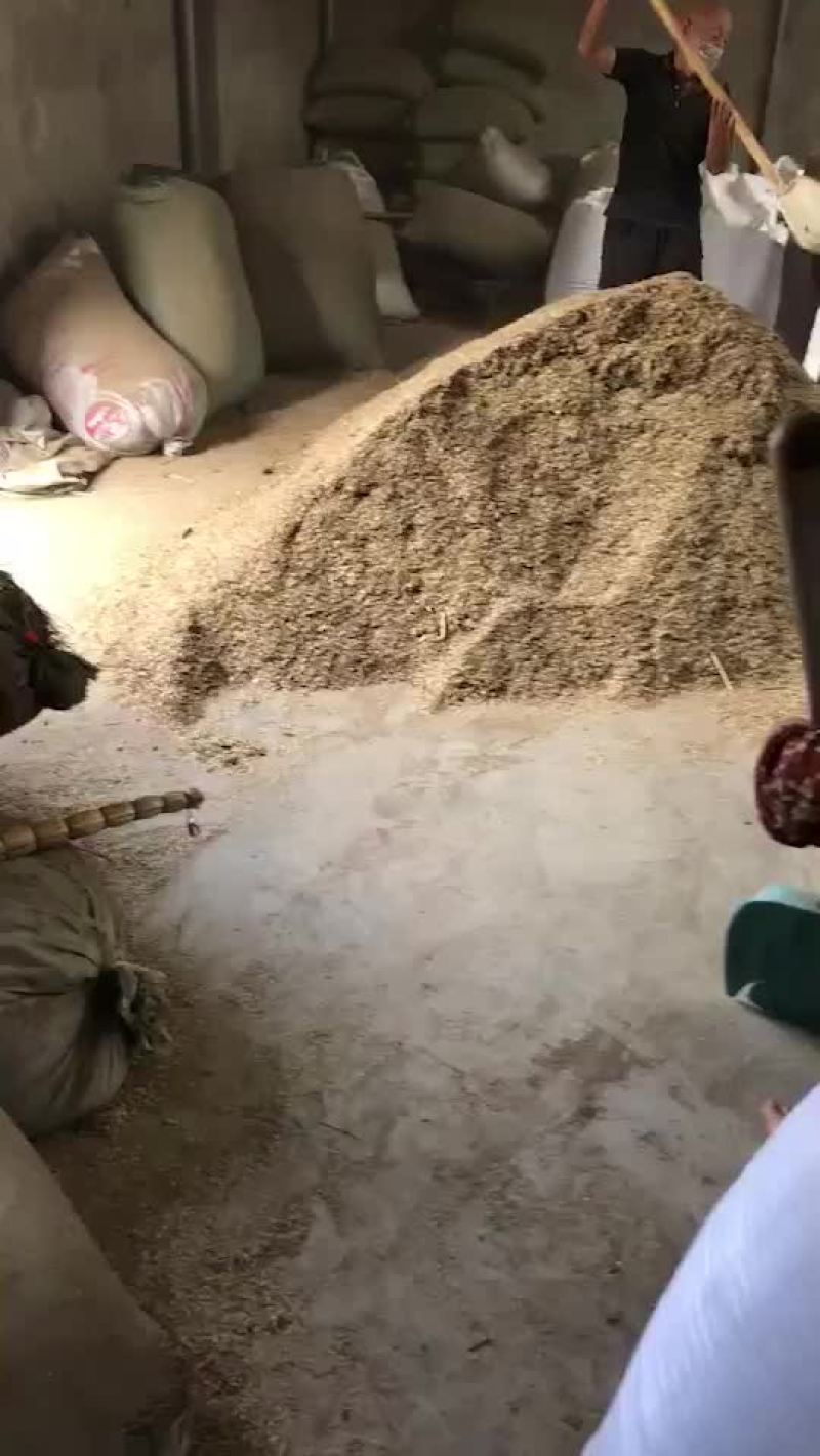 白芷种子