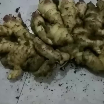 大姜出售，价格合理！