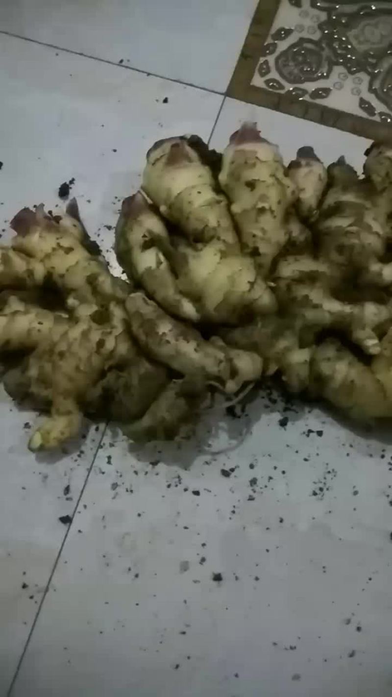 大姜出售，价格合理！