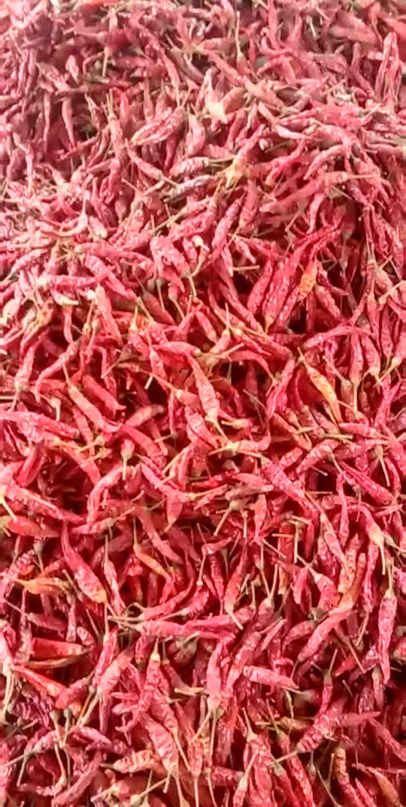 干辣椒天宇818系列
