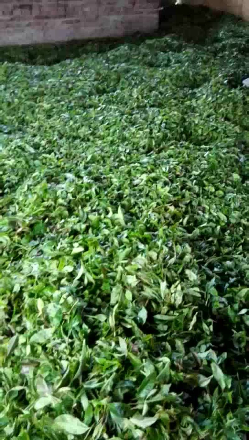 云南西双版纳茶农，有需要的老板联系，非诚勿扰。